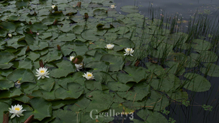 P5042410-11454m.jpg