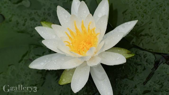 P5043320-300150.jpg