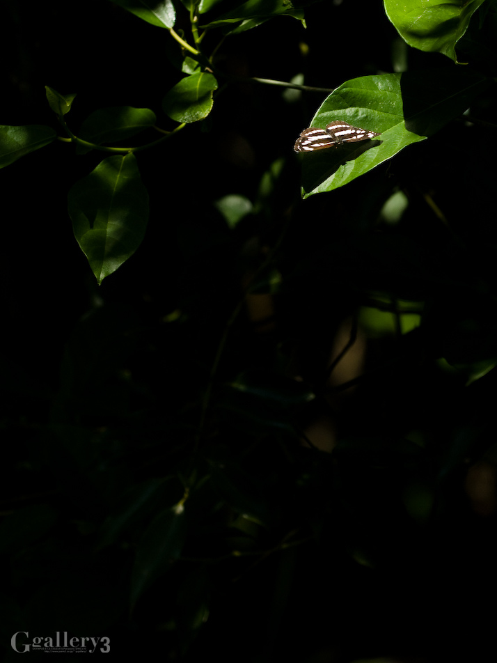 P5053541-30150.jpg