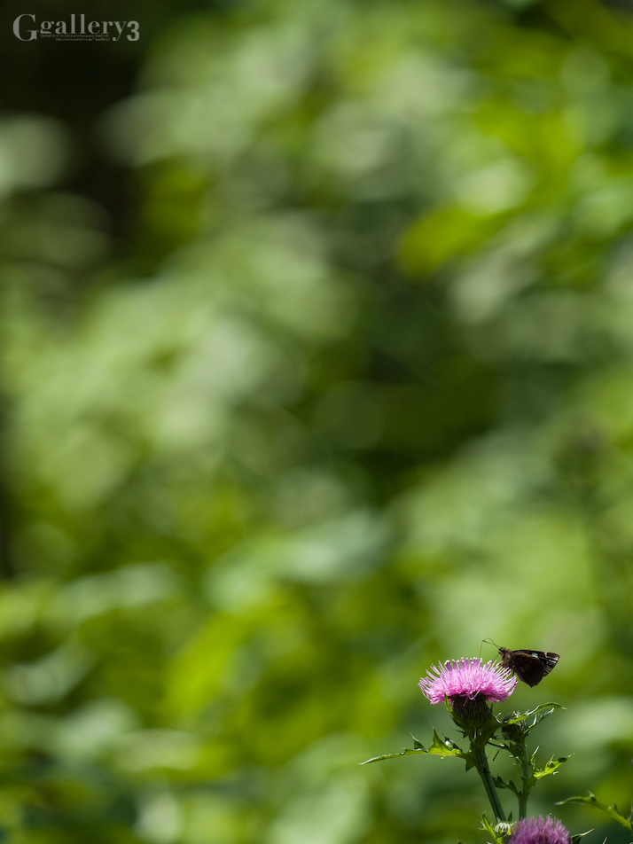 P5053614-300150.jpg