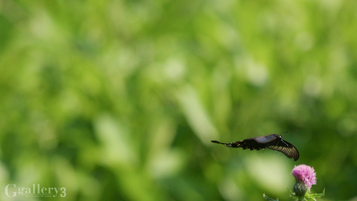 P5098845-5001454.jpg