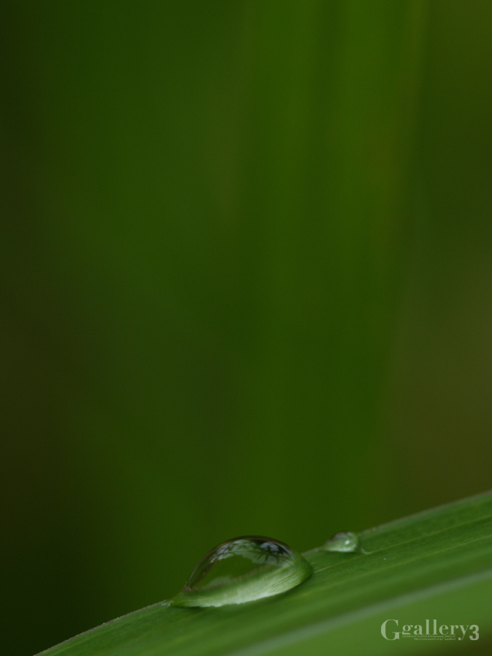 P5179214-150.jpg