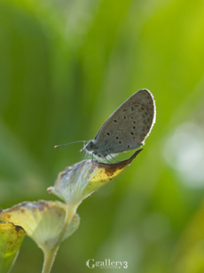 PB304155-E1-50m.jpg