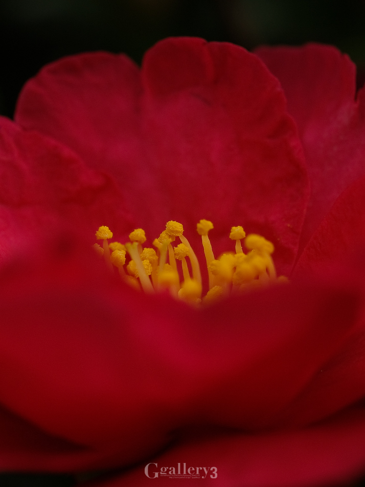 PC136324-E-1_50.jpg