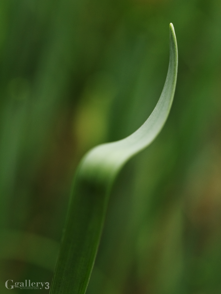 PC136384-E-1_50.jpg
