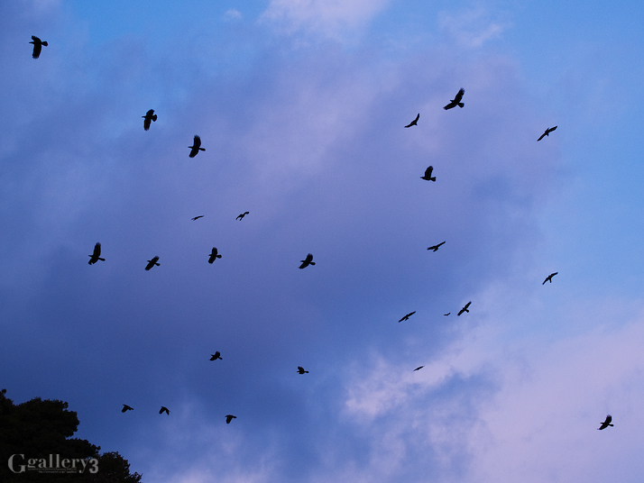 PC206551-E1_50-200.jpg