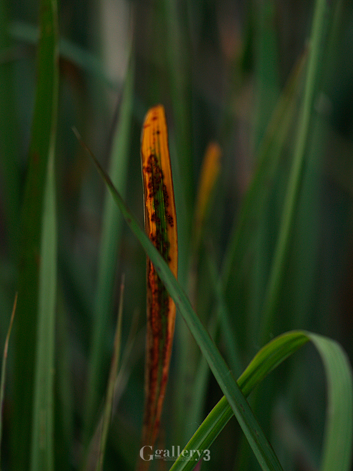 _1015955_E500_150.jpg