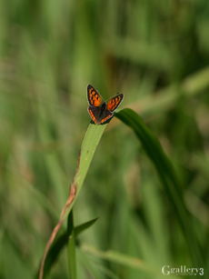 _B084482-201m.jpg