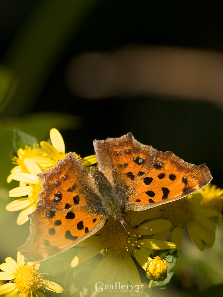 _B225174-E500_150.jpg