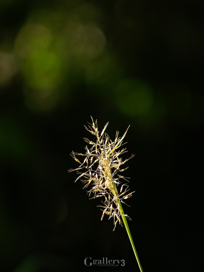 _B225310-E500_150.jpg