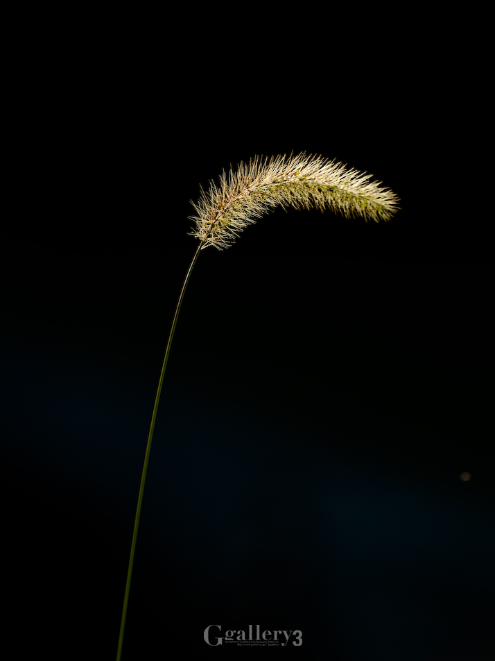 _B225373-E500_150.jpg