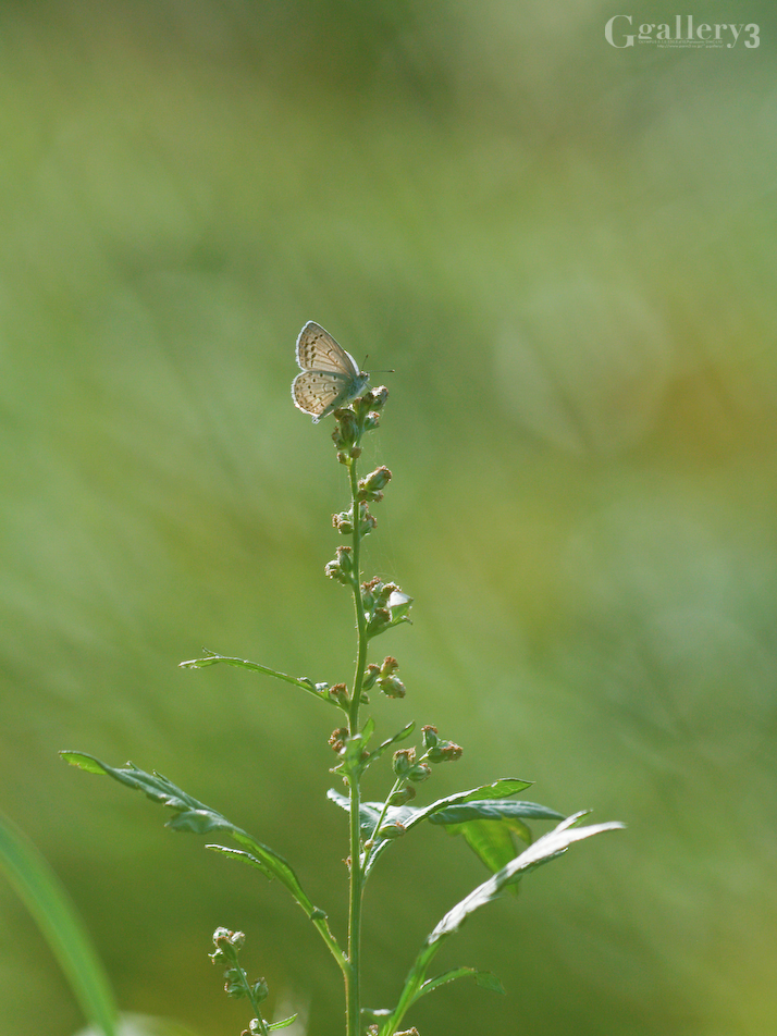 _B225391-E500_150.jpg