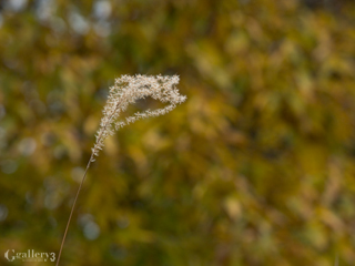 _C136499-E500-200m.jpg