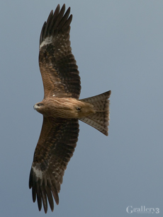 _C146566-E500_50-200mn.jpg