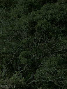 _C146629-E500_50-200m.jpg