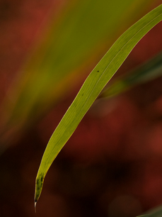 P4111752-50064.jpg
