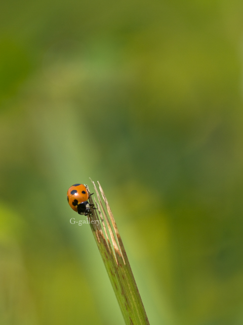 P1010764-L10.jpg