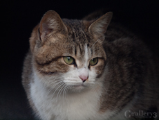 62075353-1m.jpg