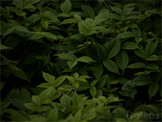 62101103-620-2m.jpg