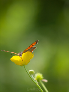 62111540-622m.jpg