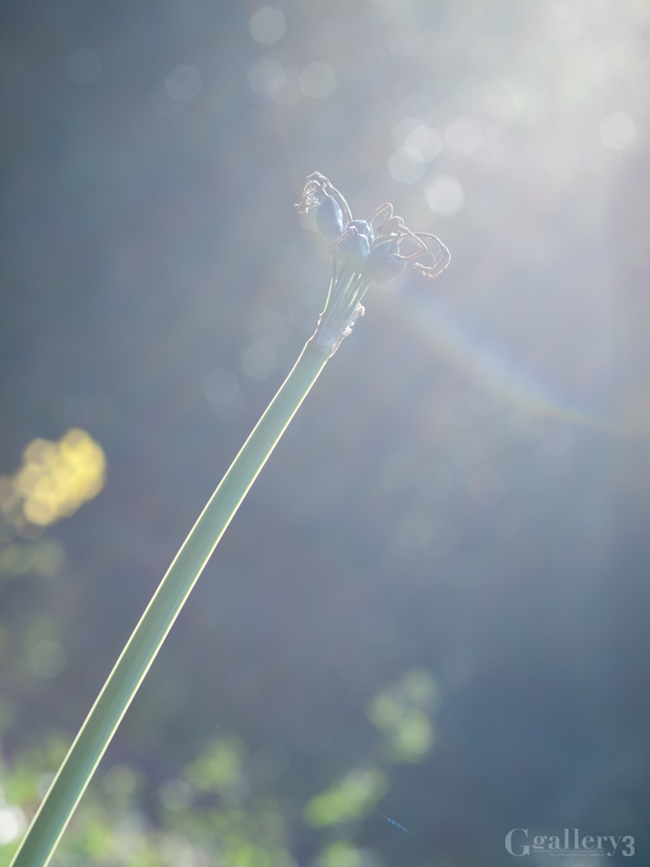 62206653-1.jpg