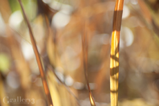 62206739-1m.jpg