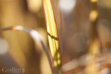 62206745-1m.jpg