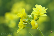 62217076-3m.jpg