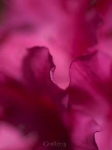 62241986m.jpg
