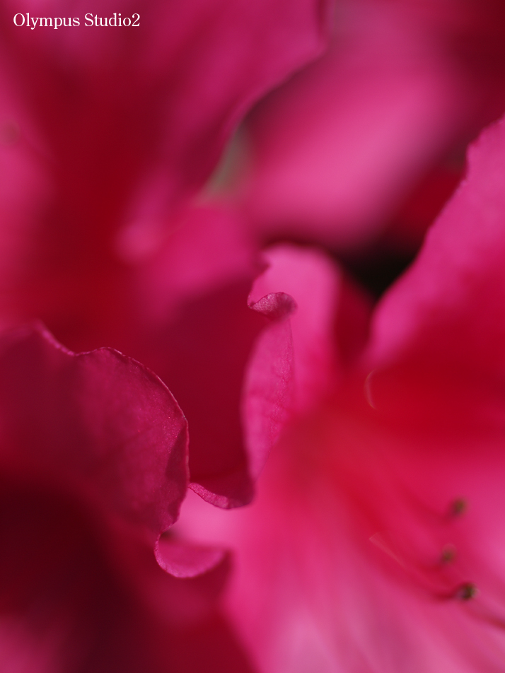 62241989_os2_L.jpg