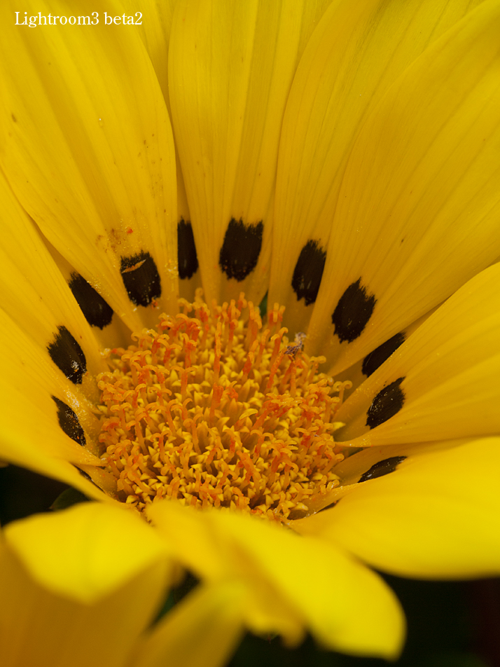 62242091_lr3_L.jpg