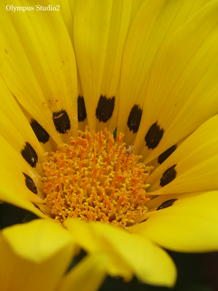 62242091_os2_L.jpg