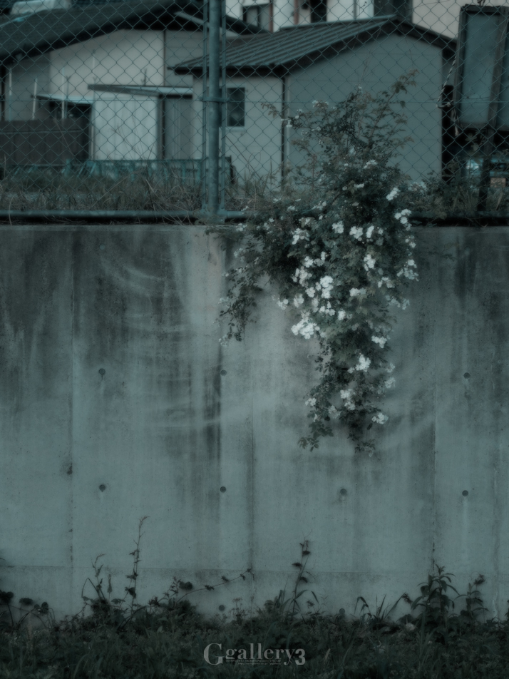 62252417-62050.jpg