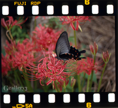 EOS-1_300_002M.jpg