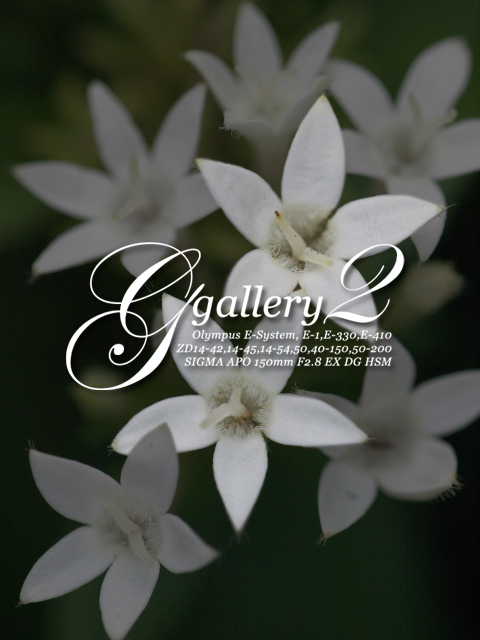 G_gallery.jpg