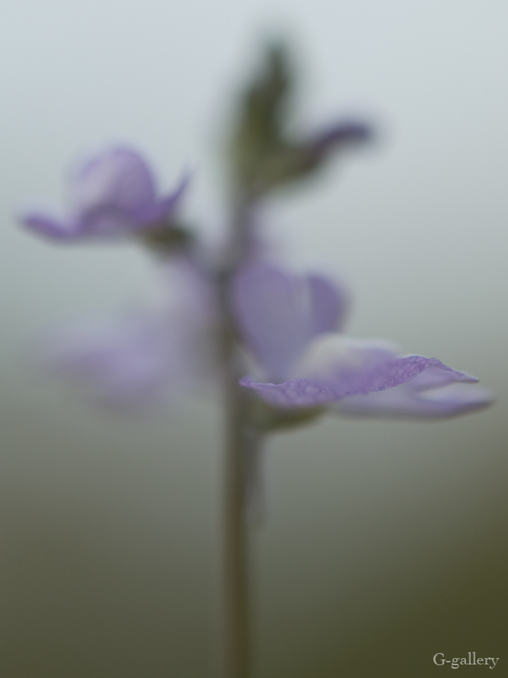 P1000200-L10.jpg