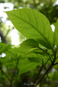 P1000334-L10.jpg