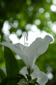 P1000347-L10.jpg