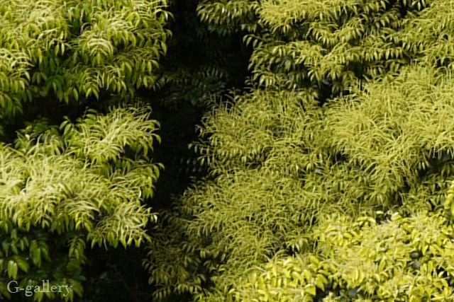 P1000364-L10-100.jpg