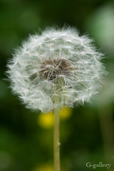 P1000445-L10.jpg