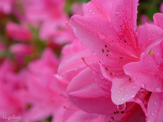 P1000593-L10.jpg