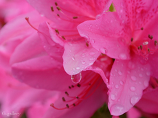 P1000595-L10.jpg