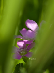 P1010404-L10m.jpg