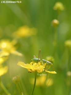 P1010413-L10m.jpg