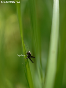 P1010419-L10m.jpg