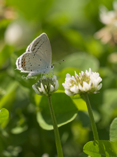 P1010497-L10m.jpg