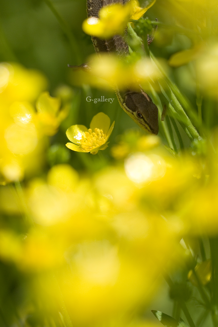 P1010519-L10.jpg