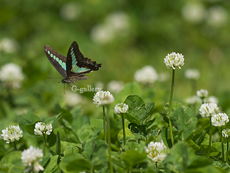 P1010571-L10m.jpg
