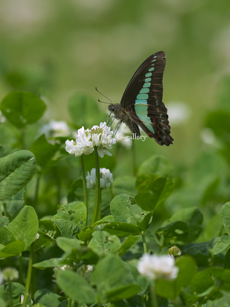 P1010594-L10m.jpg