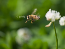 P1010748-L10m.jpg